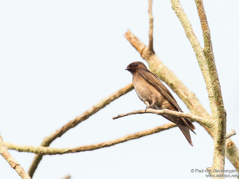 Hirondelle hérissée