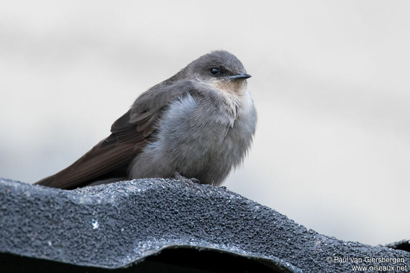 Hirondelle isabellineadulte