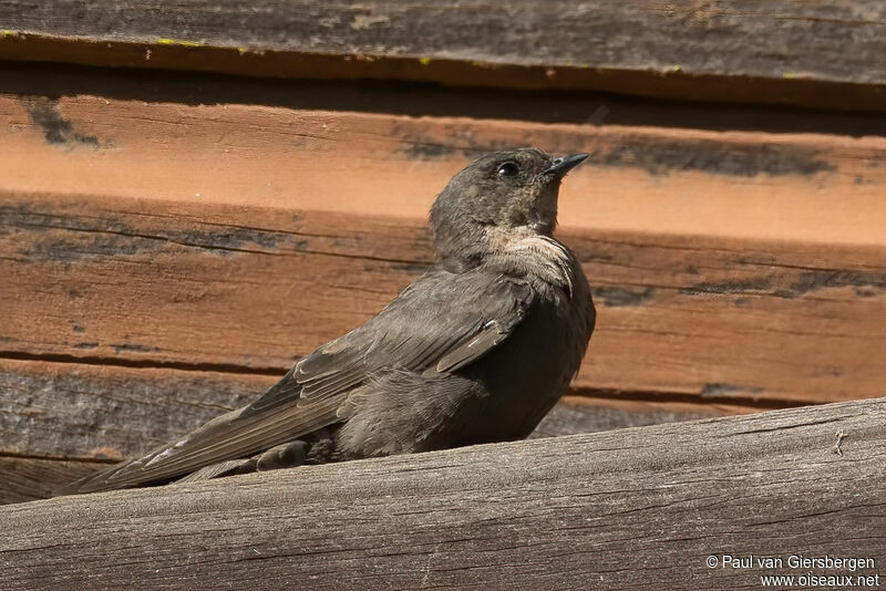 Rock Martin