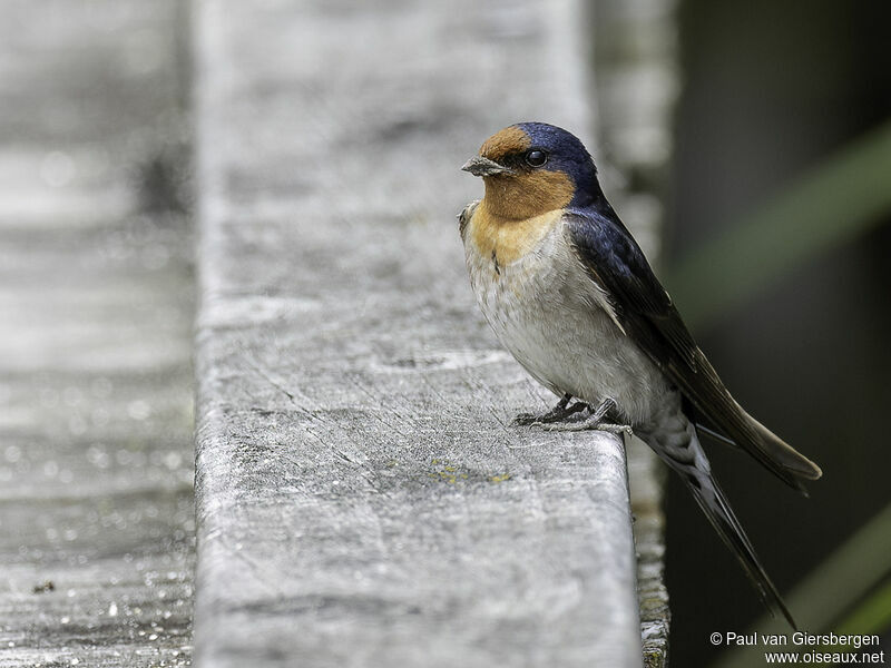 Hirondelle messagèreadulte