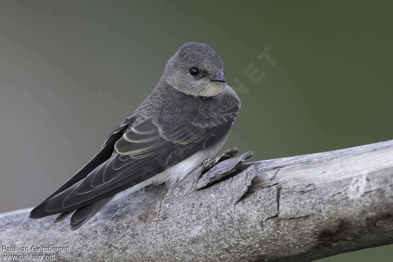 Brown-throated Martinadult, identification