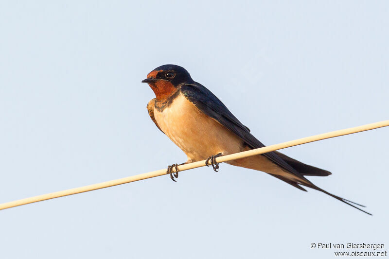 Barn Swallow