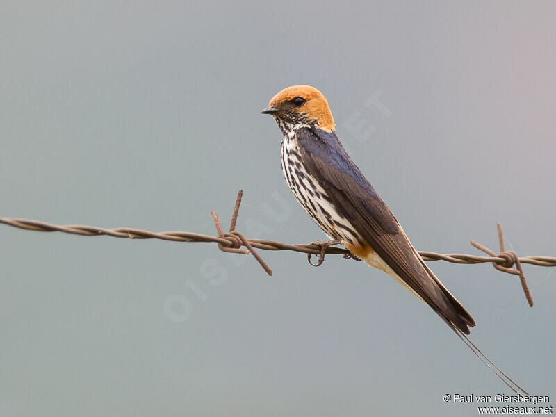 Lesser Striped Swallow