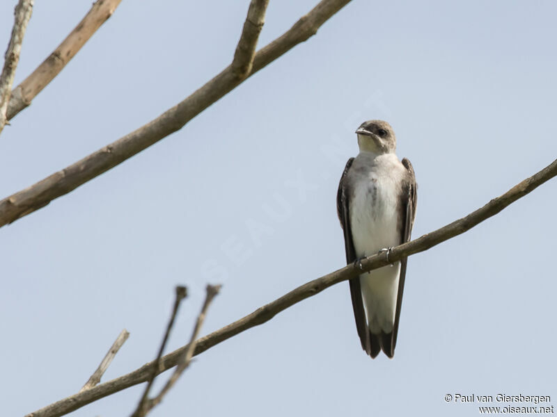 Brown-chested Martin