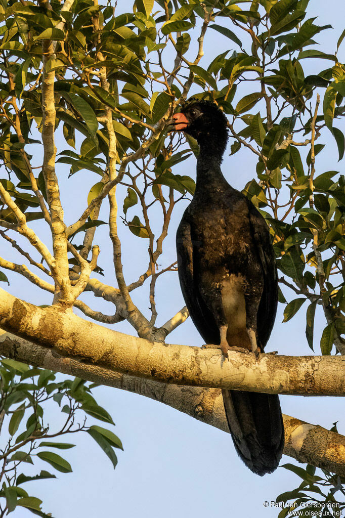 Wattled Curassow male adult