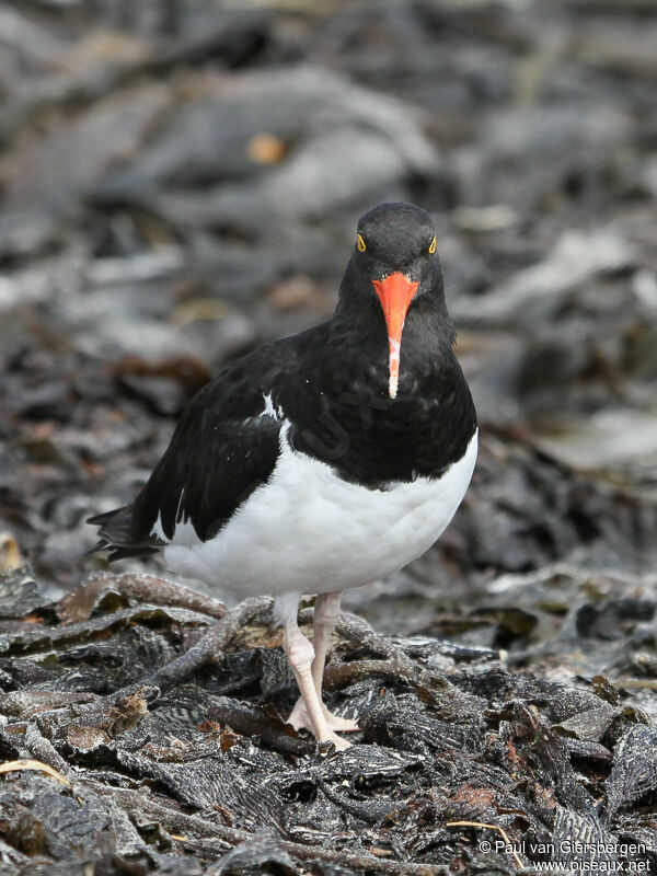 Magellanic Oystercatcher