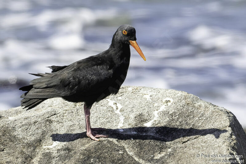 African Oystercatcheradult