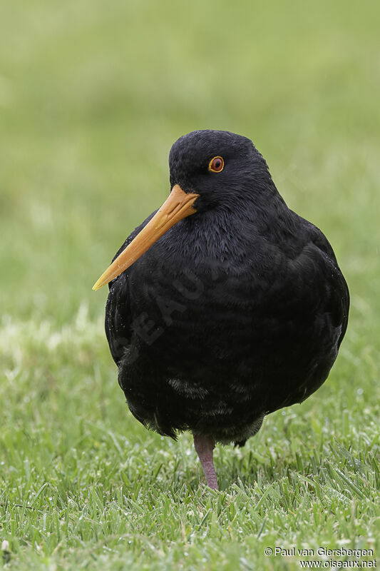 Variable Oystercatcheradult