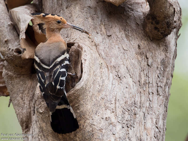 Huppe de Madagascaradulte