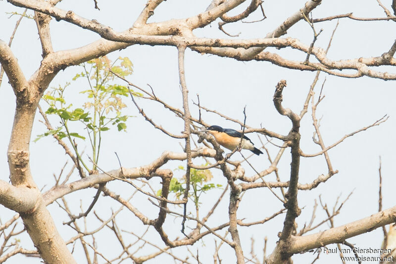 Violet-backed Hyliotaadult