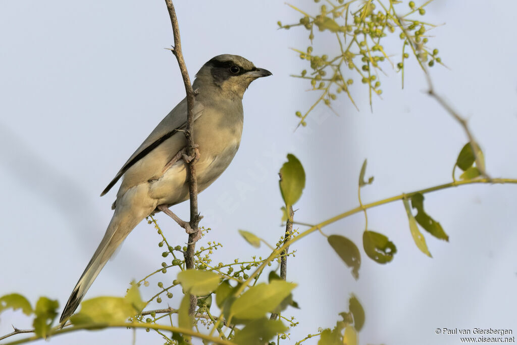 Hypocolius gris mâle adulte