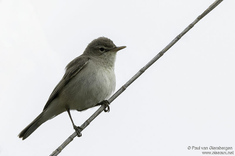 Eastern Olivaceous Warbleradult