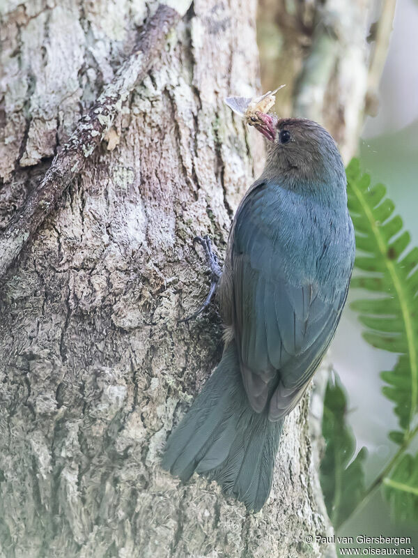 Nuthatch Vanga female adult