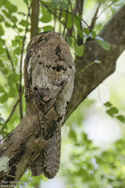 Northern Potooadult, habitat, pigmentation