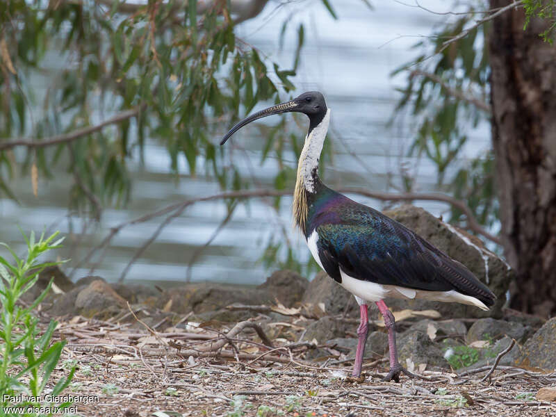 Straw-necked Ibisadult, habitat