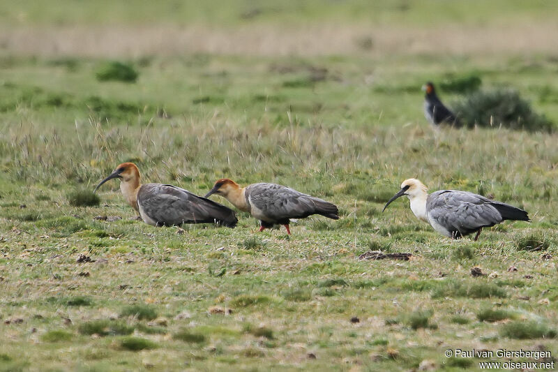 Andean Ibis