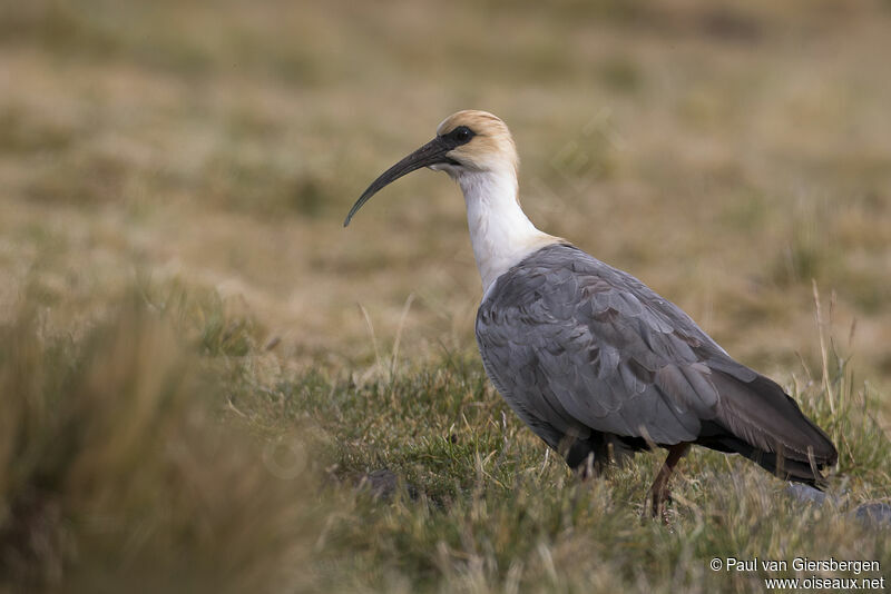 Andean Ibisadult