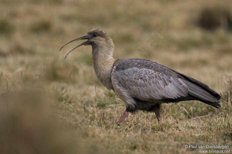 Ibis des Andesimmature