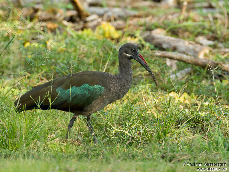 Ibis hagedash