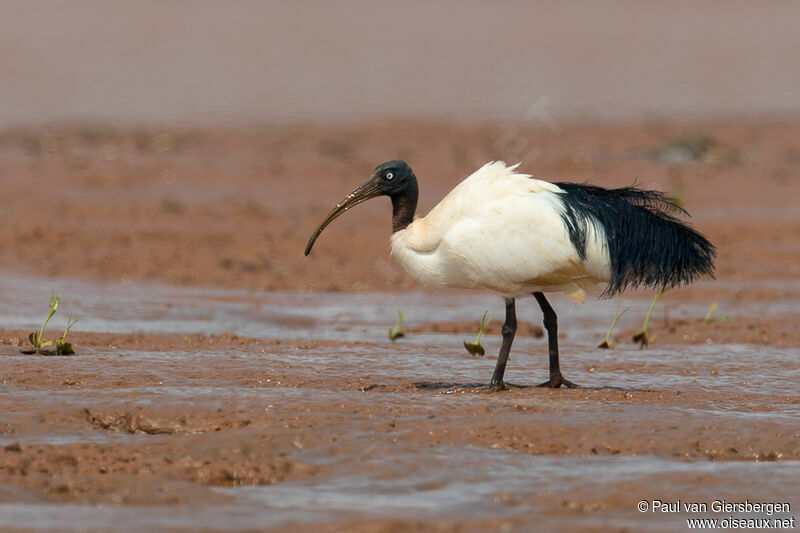 Ibis malgacheadulte