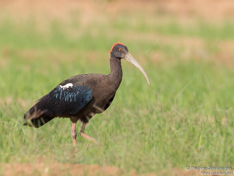 Red-naped Ibis