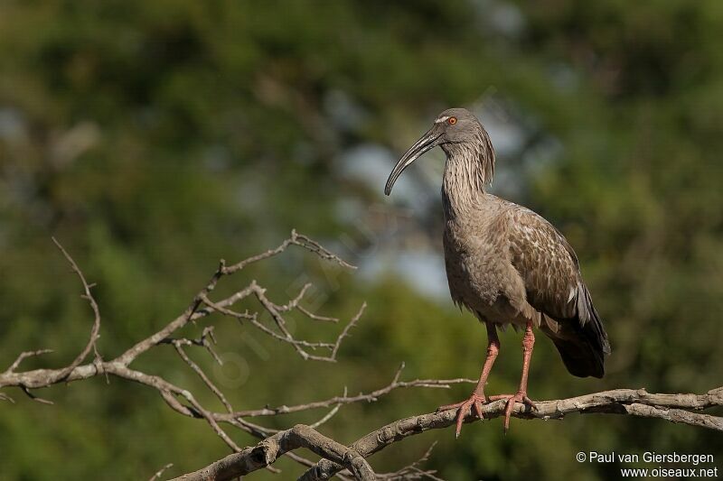 Plumbeous Ibis