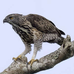 Aigle de Pinsker