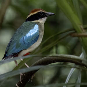 Brève migratrice