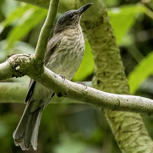 Bulbul de Siquijor