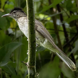 Bulbul de Siquijor
