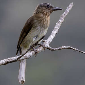 Bulbul des Visayas