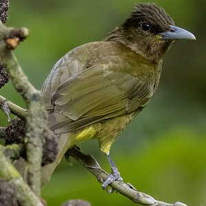 Bulbul du Catarman