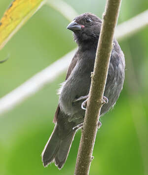 Cici fuligineux
