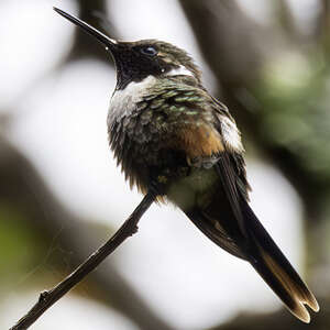 Colibri ardent