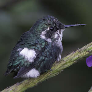 Colibri d'Héliodore