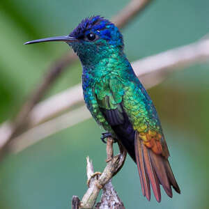 Colibri oenone
