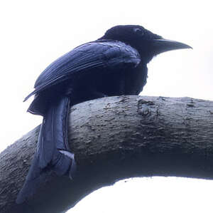 Drongo de Tablas