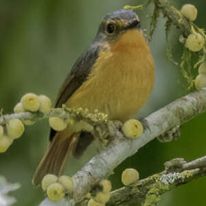 Gobemouche montagnard