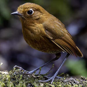 Grallaire d'Ocobamba