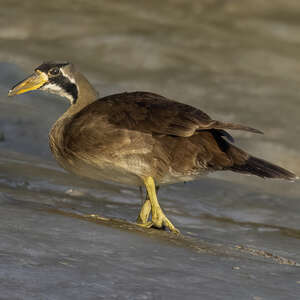 Grébifoulque d'Asie