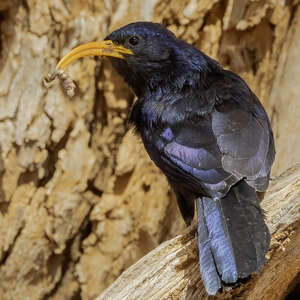 Irrisor à cimeterre