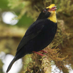 Manakin à ailes d'or