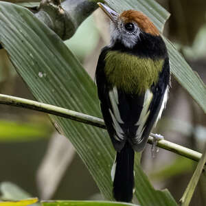 Microtyran à face blanche