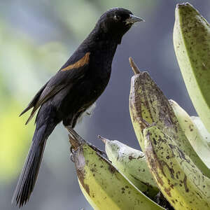 Oriole variable