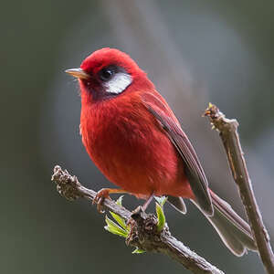 Paruline rouge