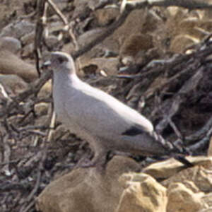 Pigeon de Somalie