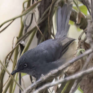 Prinia du Sierra Leone