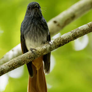 Rhipidure de Negros-Panay