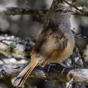 Synallaxe à front rayé