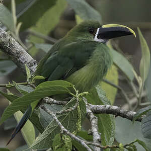 Toucanet à gorge blanche